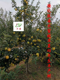 中熟——矮化脱毒水蜜桃苹果四年生丰产树