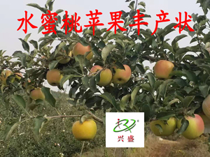 中熟——水蜜桃苹果丰产状