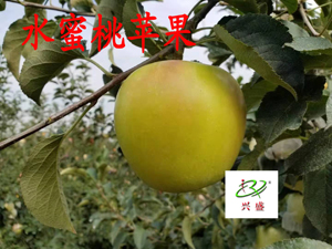 中熟——水蜜桃苹果